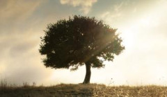 tree on the horizon